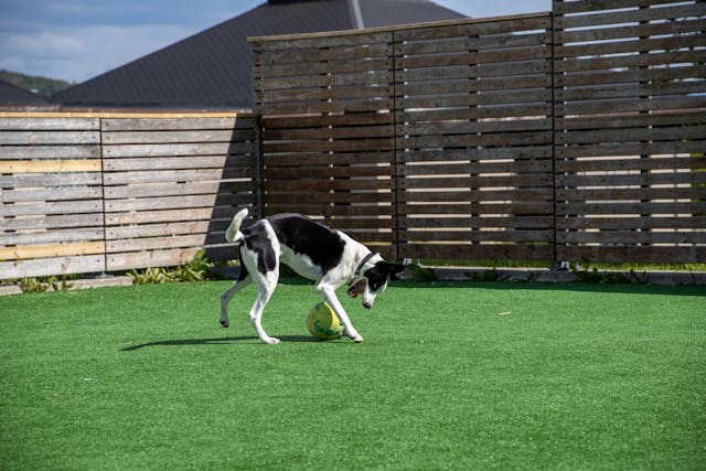 artificial grass